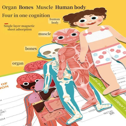 Montessori Learning: Human Body Puzzle - RainbowTDM