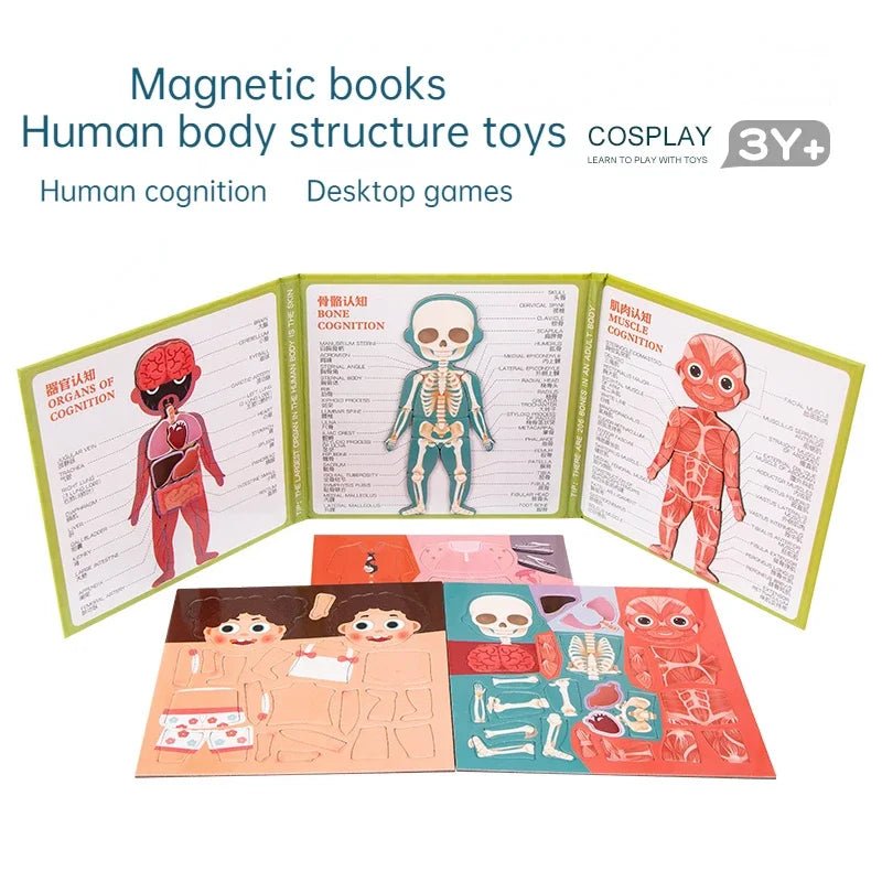 Montessori Learning: Human Body Puzzle - RainbowTDM