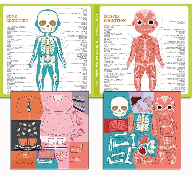 Montessori Learning: Human Body Puzzle - RainbowTDM